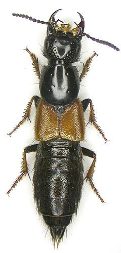 Philonthus spinipes