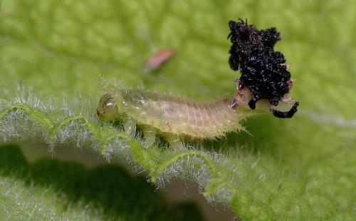 Réf. 12 977 : Cassida viridis