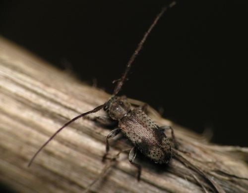 Exocentrus punctipennis