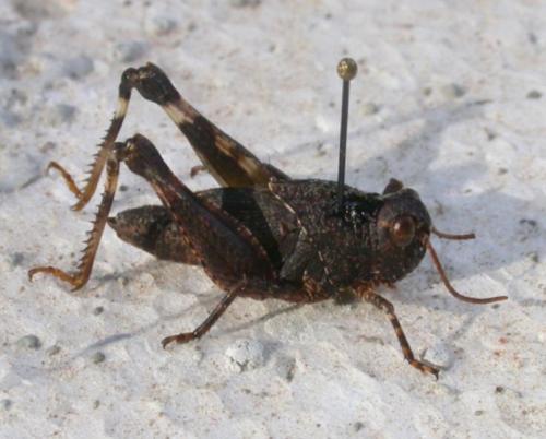 Calliptamus sp.