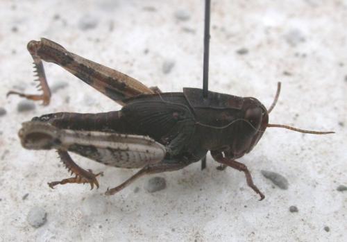 Calliptamus sp.