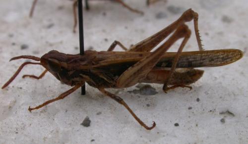 Calephorus compressicornis