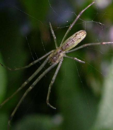 Réf. 12 531 : Tetragnatha sp.