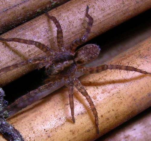 Pardosa sp.