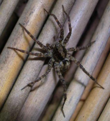 Pardosa sp.