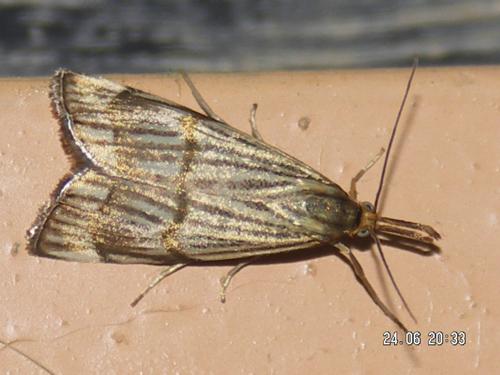 Réf. 12 801 : Chrysocrambus craterella