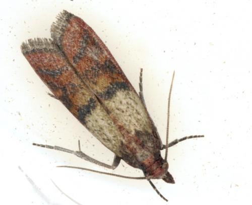 Réf. 12 694 : Plodia interpunctella
