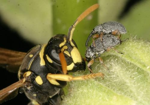 Polistes sp.