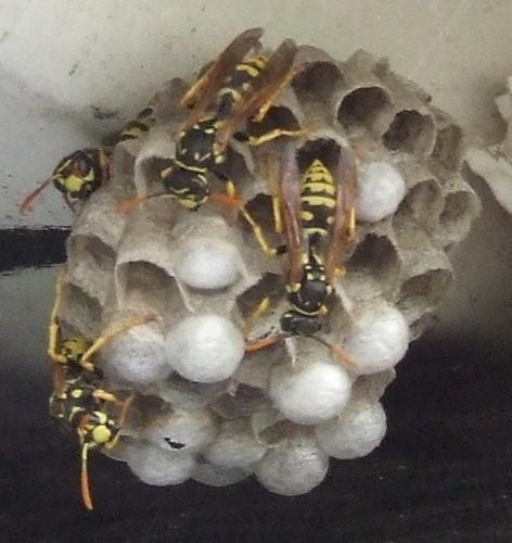 Polistes dominula