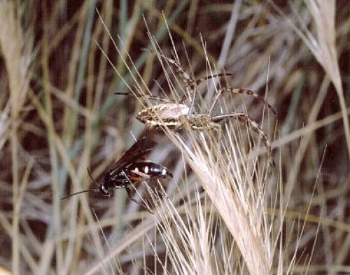 Episyron rufipes