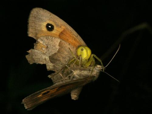 Misumena vatia