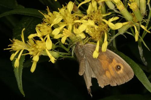 Maniola jurtina