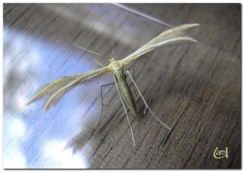 Réf. 12 034 : Merrifieldia sp.