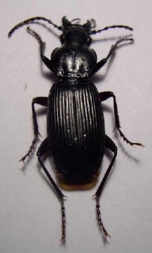 Réf. 12 834 : Pterostichus dufourii