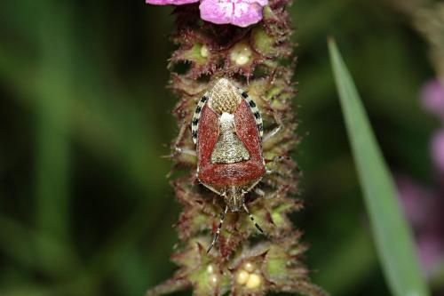 Dolycoris baccarum