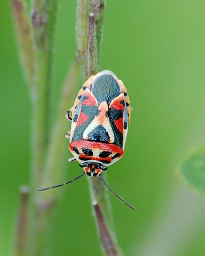 Réf. 12 791 : Eurydema ornata