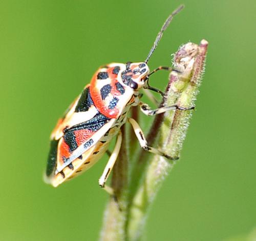 Eurydema ornata