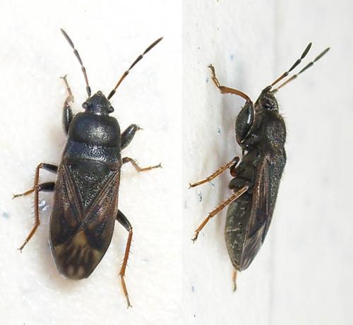 Megalonotus emarginatus