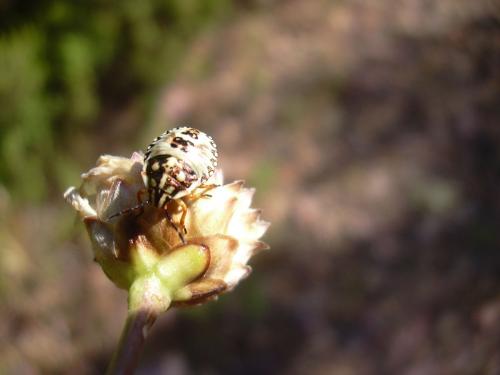 Carpocoris sp.