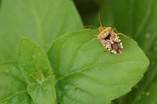 Elasmucha grisea grisea