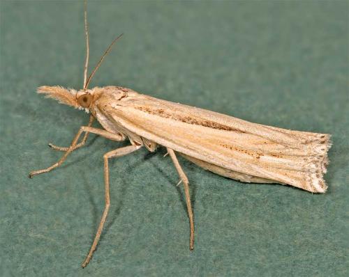 Réf. 12 781 : Ancylolomia tentaculella