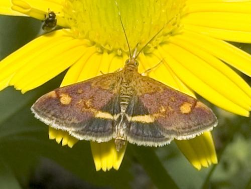 Pyrausta aurata