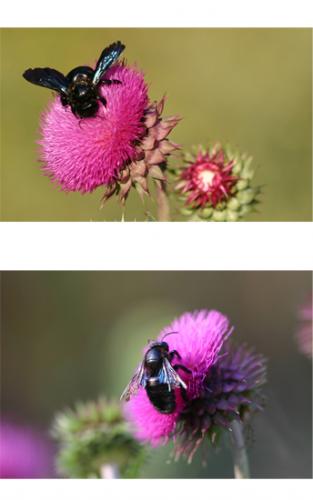 Réf. 12 569 : Xylocopa sp.