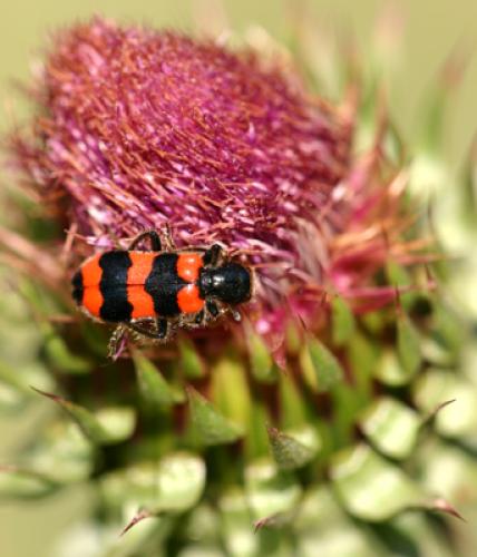 Réf. 12 553 : Trichodes apiarius