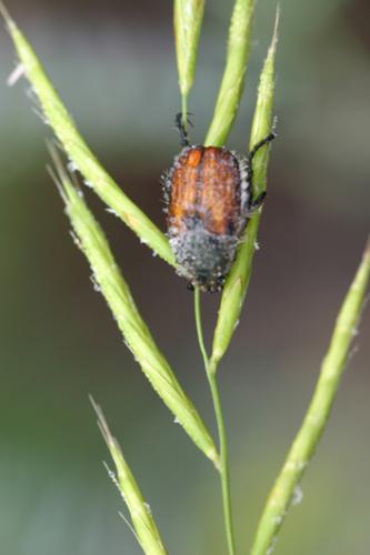 Réf. 12 543 : Anisoplia bromicola