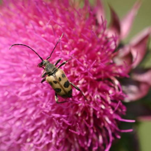 Pachytodes cerambyciformis