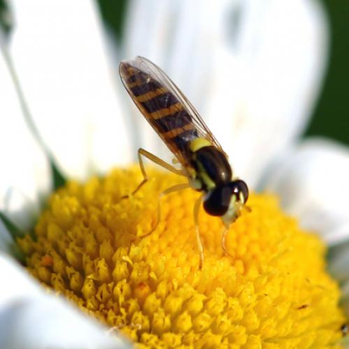 Sphaerophoria sp.