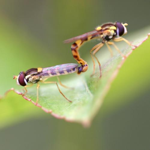 Sphaerophoria scripta