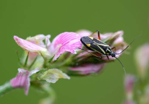 Hadrodemus m-flavum