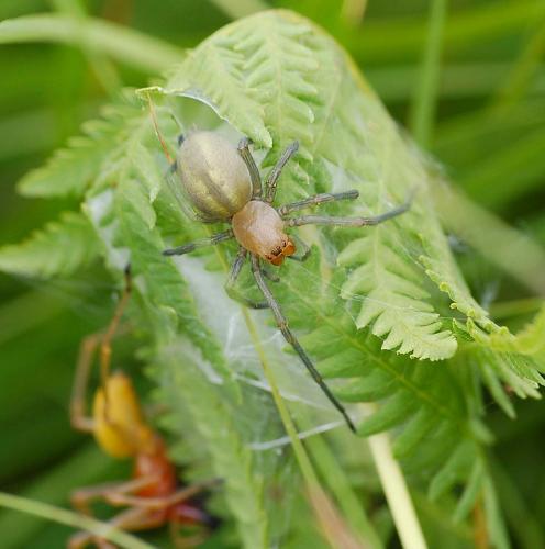 Réf. 12 493 : Cheiracanthium punctorium