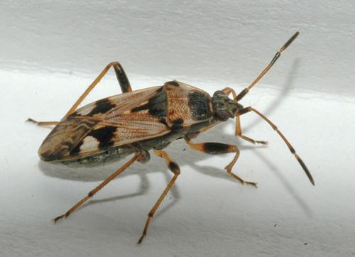 Beosus maritimus