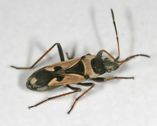 Raglius confusus