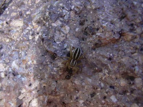 Phlegra bresnieri