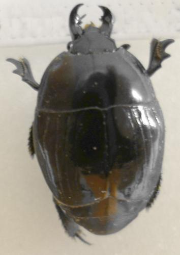 Réf. 12 037 : Pachylister inaequalis