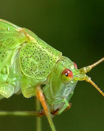 Réf. 12 505 : Phaneroptera falcata