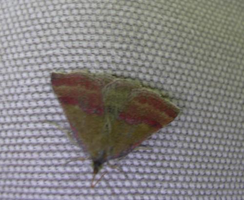 Phytometra viridaria