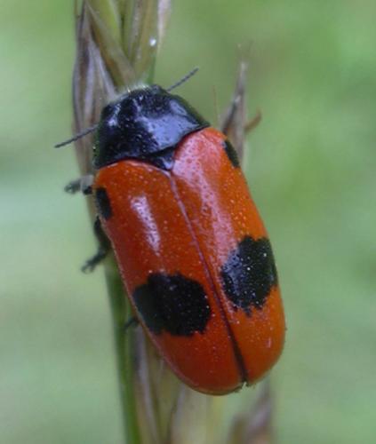 Réf. 12 405 : Clytra laeviuscula
