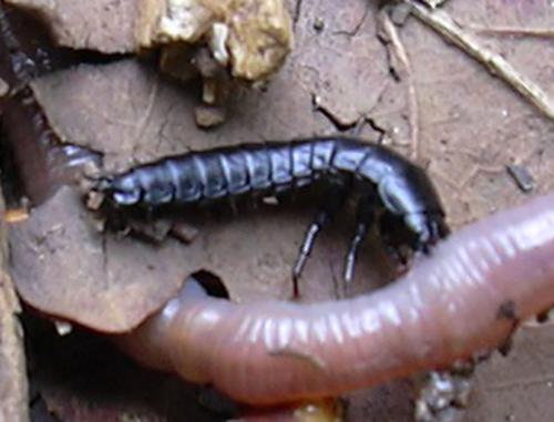 Carabus sp.