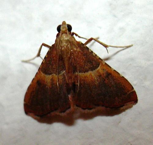 Réf. 12 663 : Endotricha flammealis