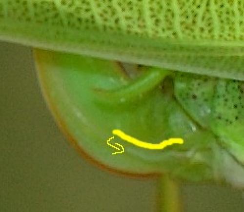 Réf. 12 506 : Phaneroptera falcata