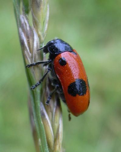 Réf. 12 406 : Clytra laeviuscula