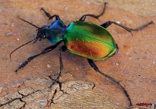 Calosoma sycophanta