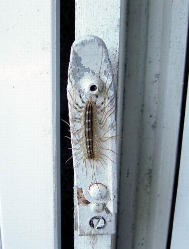 Scutigera coleoptrata