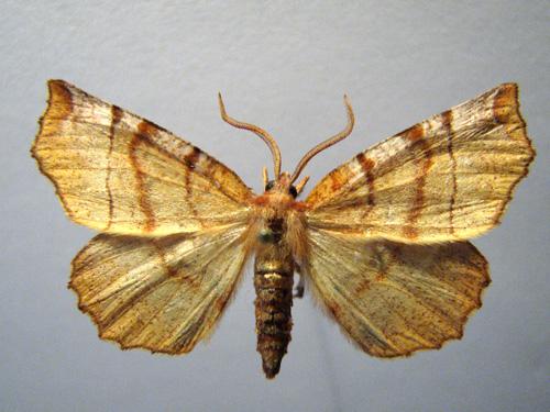 Selenia dentaria