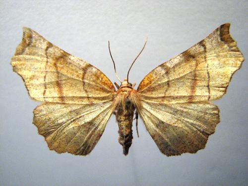 Selenia dentaria