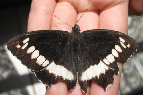 Brintesia circe